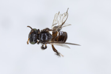 Characteristics  of  Honey bee and Stingless bee (Hymenoptera)  for education in laboratory.
