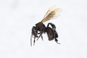 Characteristics  of  Honey bee and Stingless bee (Hymenoptera)  for education in laboratory.