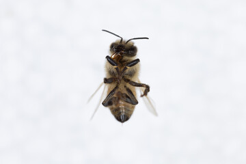 Characteristics  of  Honey bee and Stingless bee (Hymenoptera)  for education in laboratory.