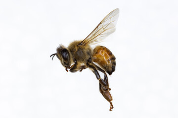 Characteristics  of  Honey bee and Stingless bee (Hymenoptera)  for education in laboratory.