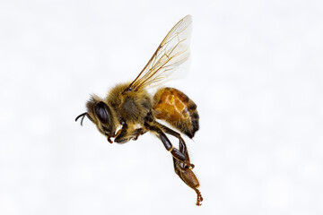 Characteristics  of  Honey bee and Stingless bee (Hymenoptera)  for education in laboratory.