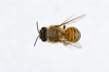 Characteristics  of  Honey bee and Stingless bee (Hymenoptera)  for education in laboratory.
