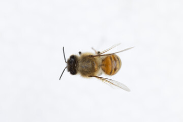 Characteristics  of  Honey bee and Stingless bee (Hymenoptera)  for education in laboratory.