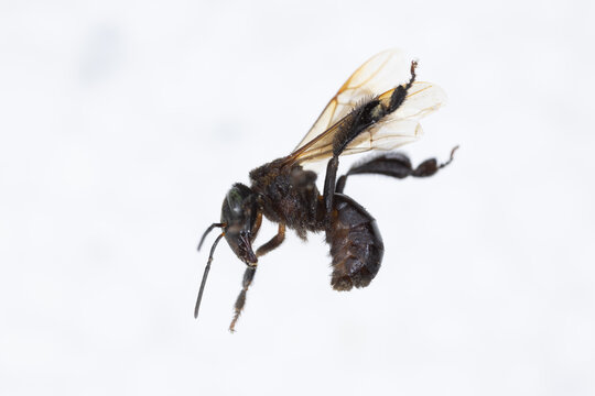 Characteristics  of  Honey bee and Stingless bee (Hymenoptera)  for education in laboratory.