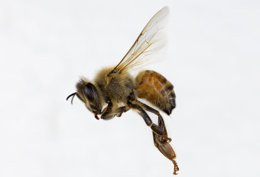 Characteristics  of  Honey bee and Stingless bee (Hymenoptera)  for education in laboratory.