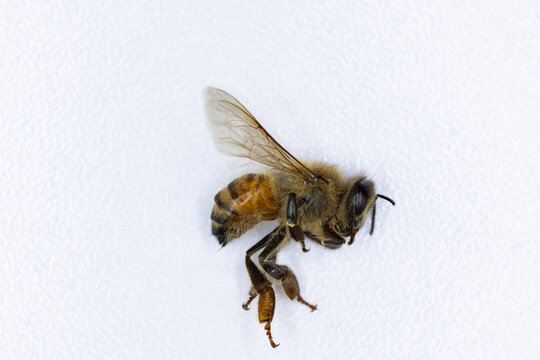 Characteristics  of  Honey bee and Stingless bee (Hymenoptera)  for education in laboratory.