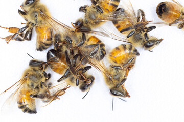 Characteristics  of  Honey bee and Stingless bee (Hymenoptera)  for education in laboratory.