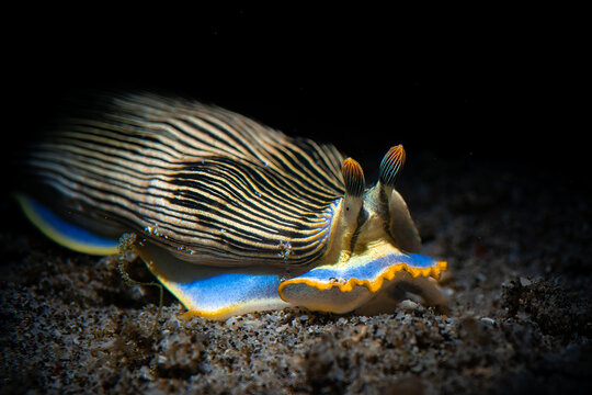 A nudibranch crawling on the sub-straight 