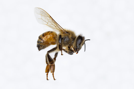 Characteristics  of  Honey bee and Stingless bee (Hymenoptera)  for education in laboratory.