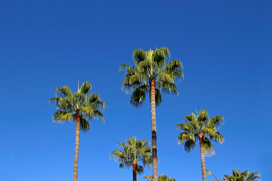 Palm tree tops with clear blue sky background
