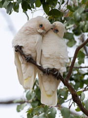 A pair of little Corellas in outback Queensland, Australia.