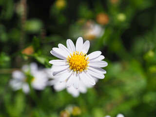 Fototapeta premium White flowers yellow stamens in the warm summer, Backgrounds and textures.