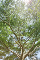 Landscape the big tree with nature background