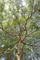 Landscape the big tree with nature background