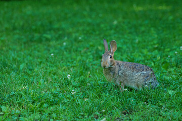 Wild Hare Close-Up. Hare, Sitting On The Green Grass Under The Sun. Single Wild Brown Hare Sitting On The Green Field Of Wheat. Big Wild Hare On Green Background.