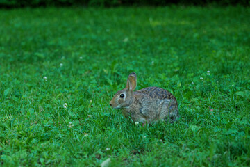 Wild Hare Close-Up. Hare, Sitting On The Green Grass Under The Sun. Single Wild Brown Hare Sitting On The Green Field Of Wheat. Big Wild Hare On Green Background.