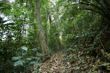 forest path in the morning