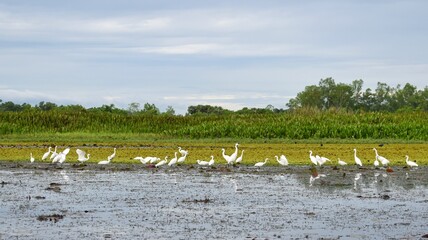 White egrets walking for food at Thale Noi, The large lake in Phatthalung, Southern of Thailand.