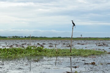 A black bird perched on a branch at Thale Noi, The large lake in Phatthalung, Southern of Thailand.