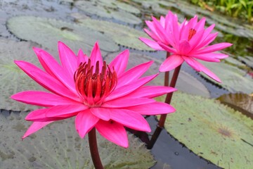 Blooming pink lotus in the morning. There is a lotus leaf on the back.