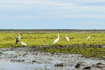 White egrets walking for food at Thale Noi, The large lake in Phatthalung, Southern of Thailand.