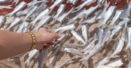 Female hand choosing the dried fish that put on the net for food preservation at the seafood market, Thailand.