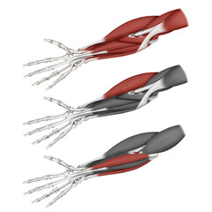 전완의 굴곡근육 설명하는 메디컬일러스트 