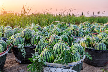 Fresh watermelon fruit just picked in the watermelon field. Agricultural watermelon field. Watermelon harvest season in summer.