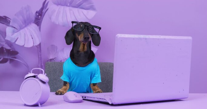 Busy dachshund dog with glasses is sitting at table in front of laptop and barks so indignantly that glasses fall off, front view. Everything in room is covered with purple paint