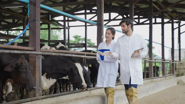 Attractive young man and woman veterinary working outdoors in cowshed.	