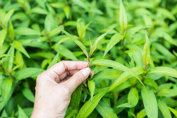 Female hand picking vietnamese coriander from herbs garden, fresh Asian herb, ingredient for Asian...