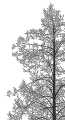 Silhouette of a tree on a white background. Realistic black and white illustration of a linden tree.