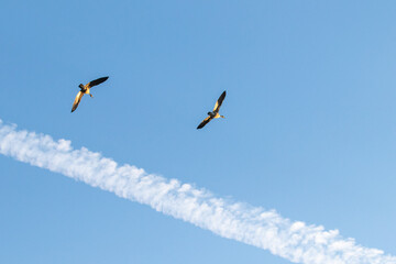 Flight 2