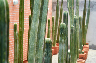 cactus maceta
