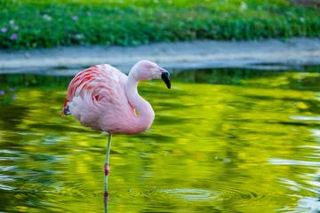Wandcirkels plexiglas pink flamingo in water © Hristo Shanov