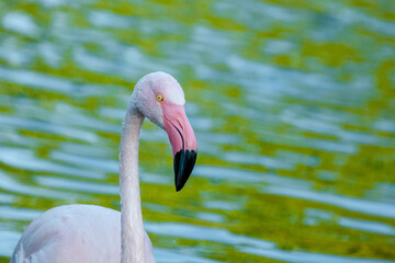 Fototapeta premium Greater Flamingo walking on lake