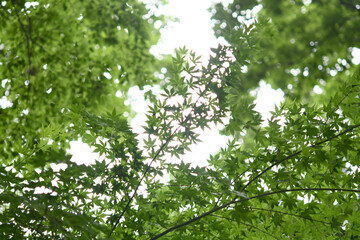 Fototapeta na wymiar 清々しい緑　モミジの葉
