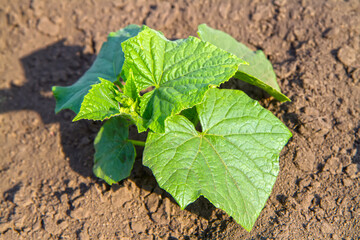 Fresh cucumber shoots on a vegetable farm.