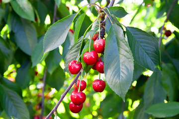 Red sweet cherries in the spring garden.