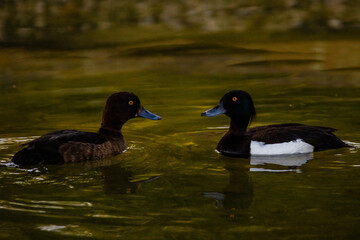 ducks swimming in a pond in park