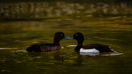 ducks swimming in a pond in park