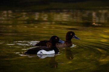 ducks swimming in a pond in park