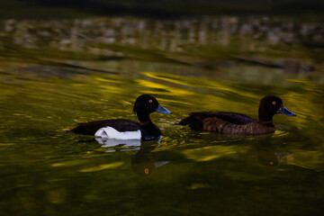 ducks swimming in a pond in park