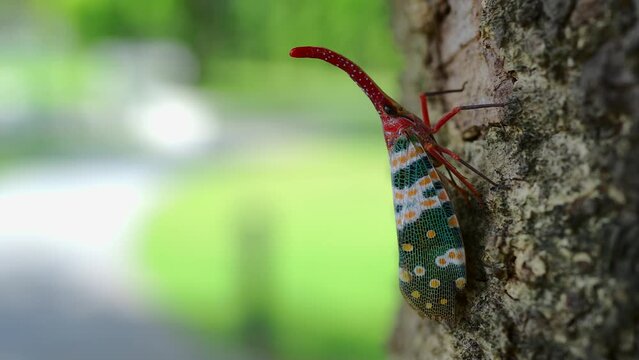 Beautiful Lanternfly Pyrops Candelaria Or Fulgorid Bug, Planthopper Crawling On The Tree At Park In Summer. 4K Footage.