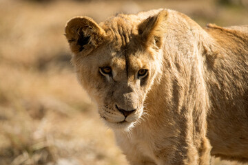 Lioness stalking a prey in the African savannah of South Africa, this is the great African predator...