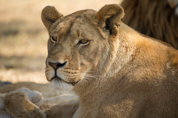 Naklejka na ściany i meble Beautiful face of a lioness the queen of the savannah and the African jungle of South Africa, this is one of the big five of Africa and the biggest predator and star of safaris.