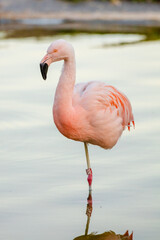 Greater Flamingo walking on lake