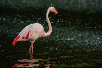Greater Flamingo walking on lake