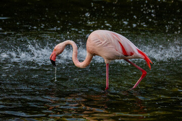 Greater Flamingo walking on lake