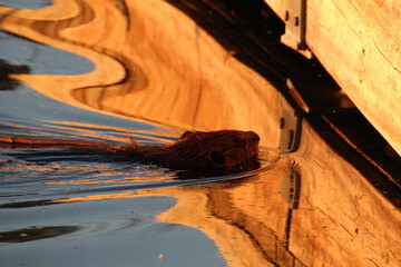 Beaver On The Water © Michael Mamoon